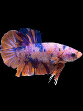 Load image into Gallery viewer, GIANT Male Halfmoon Plakat - Purple Unicorn #2606 - Live Betta Fish
