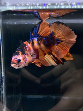 Load image into Gallery viewer, GIANT Male Halfmoon Plakat - Galaxy #2606 - Live Betta Fish
