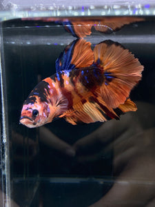 GIANT Male Halfmoon Plakat - Galaxy #2606 - Live Betta Fish