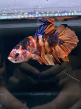 Load image into Gallery viewer, GIANT Male Halfmoon Plakat - Galaxy #2606 - Live Betta Fish
