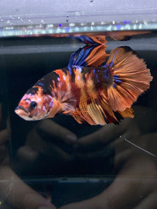 GIANT Male Halfmoon Plakat - Galaxy #2606 - Live Betta Fish