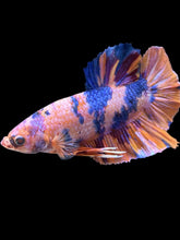 Load image into Gallery viewer, GIANT Male Halfmoon Plakat - Purple Unicorn #2606 - Live Betta Fish
