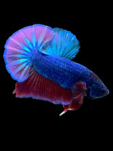 Load image into Gallery viewer, Male Halfmoon Plakat - Two Tone #2607 - Live Betta Fish
