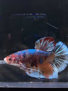 GIANT Male Halfmoon Plakat - Galaxy #2607 - Live Betta Fish