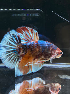 GIANT Male Halfmoon Plakat - Galaxy #2607 - Live Betta Fish