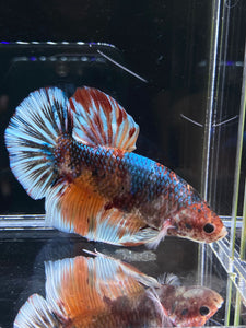 GIANT Male Halfmoon Plakat - Galaxy #2607 - Live Betta Fish