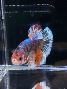 GIANT Male Halfmoon Plakat - Galaxy #2607 - Live Betta Fish