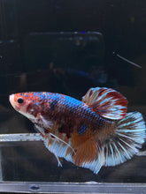 Load image into Gallery viewer, GIANT Male Halfmoon Plakat - Galaxy #2607 - Live Betta Fish
