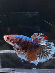 GIANT Male Halfmoon Plakat - Galaxy #2607 - Live Betta Fish