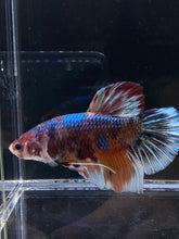 Load image into Gallery viewer, GIANT Male Halfmoon Plakat - Galaxy #2607 - Live Betta Fish
