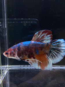 GIANT Male Halfmoon Plakat - Galaxy #2607 - Live Betta Fish