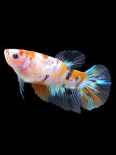 Load image into Gallery viewer, TOP GRADE Female Halfmoon - Galaxy #2608 - Live Betta Fish

