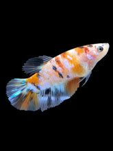 Load image into Gallery viewer, TOP GRADE Female Halfmoon - Galaxy #2608 - Live Betta Fish
