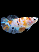 Load image into Gallery viewer, TOP GRADE Female Halfmoon - Galaxy #2608 - Live Betta Fish

