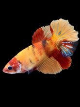 Load image into Gallery viewer, TOP GRADE Female Halfmoon - Galaxy #2612 - Live Betta Fish
