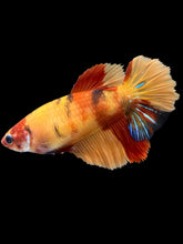Load image into Gallery viewer, TOP GRADE Female Halfmoon - Galaxy #2612 - Live Betta Fish
