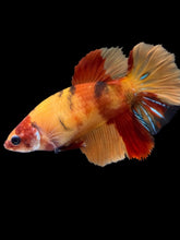 Load image into Gallery viewer, TOP GRADE Female Halfmoon - Galaxy #2612 - Live Betta Fish
