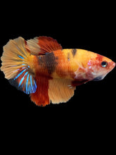 Load image into Gallery viewer, TOP GRADE Female Halfmoon - Galaxy #2612 - Live Betta Fish
