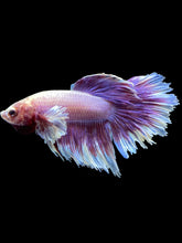 Load image into Gallery viewer, Male Rosetail - Purple Dumbo #2614 - Live Betta Fish
