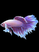 Load image into Gallery viewer, Male Rosetail - Purple Dumbo #2614 - Live Betta Fish
