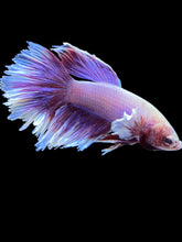 Load image into Gallery viewer, Male Rosetail - Purple Dumbo #2614 - Live Betta Fish
