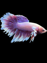Load image into Gallery viewer, Male Rosetail - Purple Dumbo #2614 - Live Betta Fish
