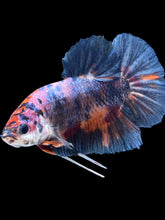 Load image into Gallery viewer, GIANT Male Halfmoon Plakat - Candy #2616 - Live Betta Fish
