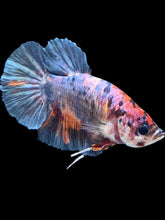 Load image into Gallery viewer, GIANT Male Halfmoon Plakat - Candy #2616 - Live Betta Fish
