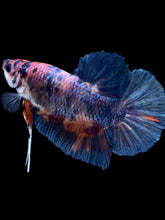 Load image into Gallery viewer, GIANT Male Halfmoon Plakat - Candy #2616 - Live Betta Fish
