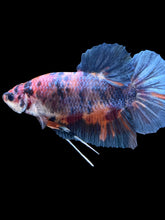Load image into Gallery viewer, GIANT Male Halfmoon Plakat - Candy #2616 - Live Betta Fish
