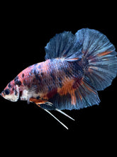Load image into Gallery viewer, GIANT Male Halfmoon Plakat - Candy #2616 - Live Betta Fish
