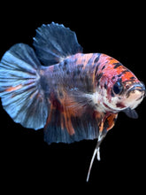 Load image into Gallery viewer, GIANT Male Halfmoon Plakat - Candy #2616 - Live Betta Fish
