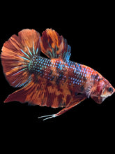 Load image into Gallery viewer, GIANT Male Halfmoon Plakat - Fire Nemo #2618 - Live Betta Fish
