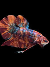 Load image into Gallery viewer, GIANT Male Halfmoon Plakat - Fire Nemo #2618 - Live Betta Fish

