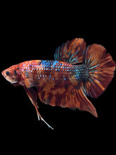 Load image into Gallery viewer, GIANT Male Halfmoon Plakat - Fire Nemo #2618 - Live Betta Fish
