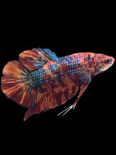 Load image into Gallery viewer, GIANT Male Halfmoon Plakat - Fire Nemo #2618 - Live Betta Fish
