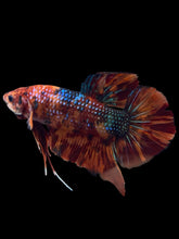 Load image into Gallery viewer, GIANT Male Halfmoon Plakat - Fire Nemo #2618 - Live Betta Fish
