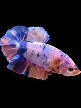 Load image into Gallery viewer, GIANT Male Halfmoon Plakat - Purple Unicorn #2619 - Live Betta Fish
