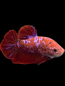 GIANT Male Halfmoon Plakat - Red/Purple Galaxy #261 - Live Betta Fish