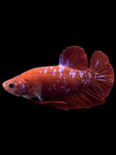 Load image into Gallery viewer, GIANT Male Halfmoon Plakat - Red/Purple Galaxy #261 - Live Betta Fish
