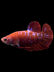 GIANT Male Halfmoon Plakat - Red/Purple Galaxy #261 - Live Betta Fish