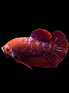 GIANT Male Halfmoon Plakat - Red/Purple Galaxy #261 - Live Betta Fish