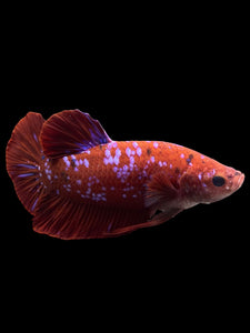 GIANT Male Halfmoon Plakat - Red/Purple Galaxy #261 - Live Betta Fish