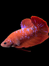 Load image into Gallery viewer, GIANT Male Halfmoon Plakat - Red/Purple Galaxy #261 - Live Betta Fish
