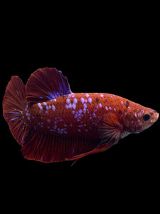 GIANT Male Halfmoon Plakat - Red/Purple Galaxy #261 - Live Betta Fish