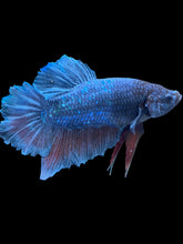 Load image into Gallery viewer, GIANT Male Halfmoon Plakat - Fancy Blue #2620 - Live Betta Fish
