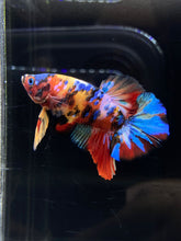 Load image into Gallery viewer, Male Halfmoon Plakat - Multicolor #2626 - Live Betta Fish
