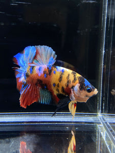 Male Halfmoon Plakat - Multicolor #2626 - Live Betta Fish