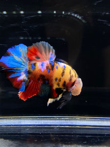 Male Halfmoon Plakat - Multicolor #2626 - Live Betta Fish