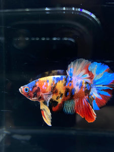 Male Halfmoon Plakat - Multicolor #2626 - Live Betta Fish